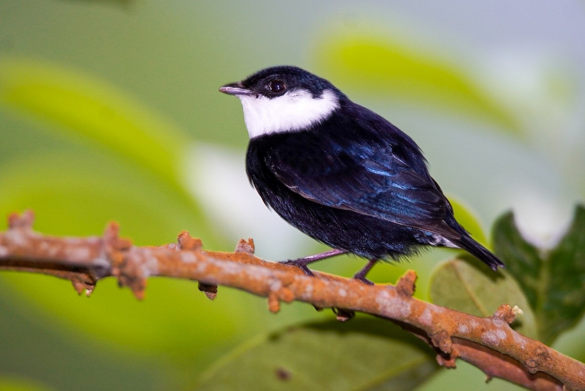 White-bibbed Manakin - javier  mesa