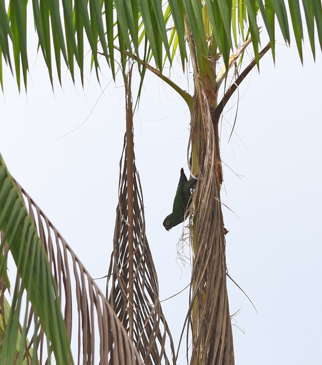 Maroon-tailed Parakeet - ML425323251