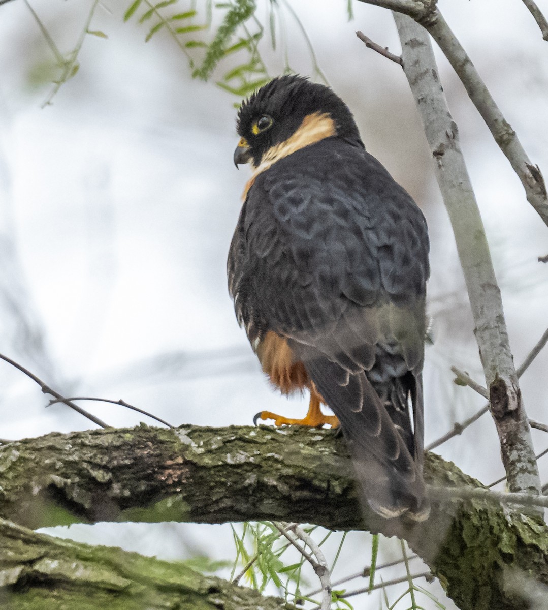 Bat Falcon - ML425325111