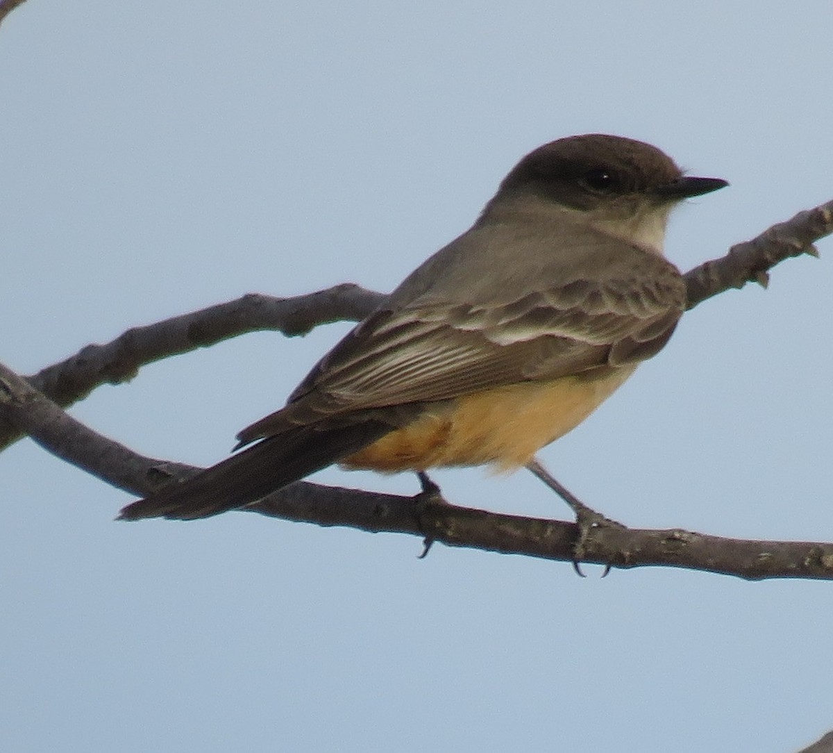 Say's Phoebe - ML425325151