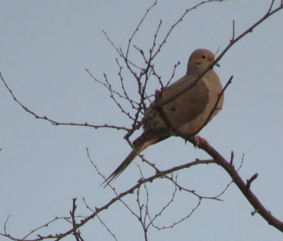 Mourning Dove - ML425325351