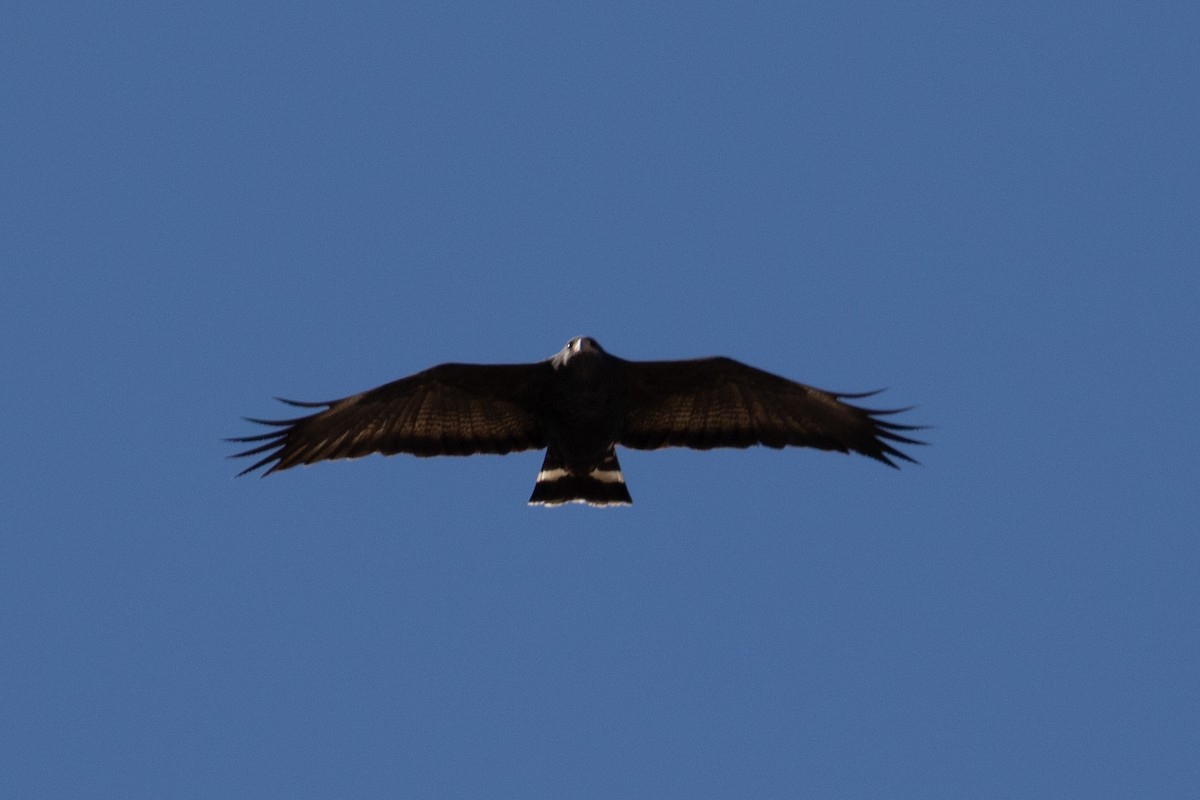 Common Black Hawk - ML425325981