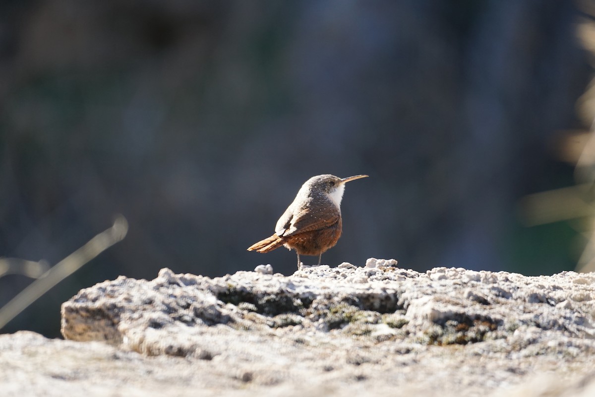 Canyon Wren - ML425326711