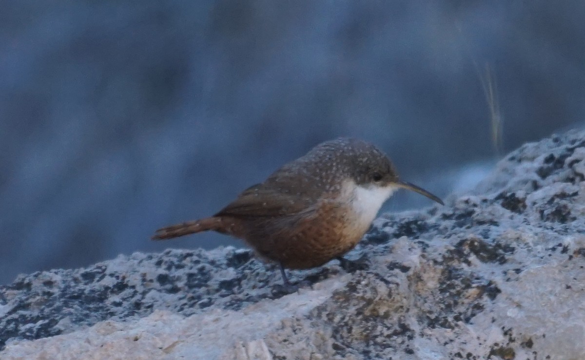 Canyon Wren - ML425326861