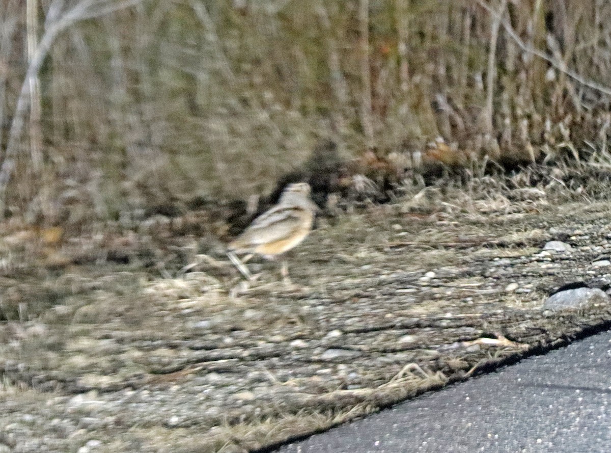 American Woodcock - ML425327471