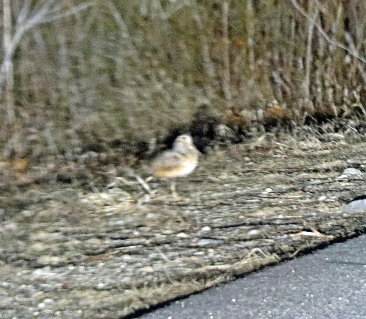 American Woodcock - ML425327481