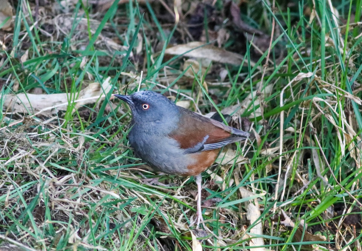 Maroon-backed Accentor - Samim Akhter
