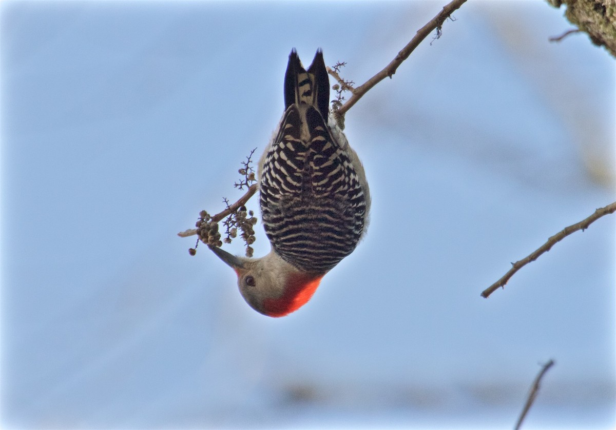 Red-bellied Woodpecker - ML42532821