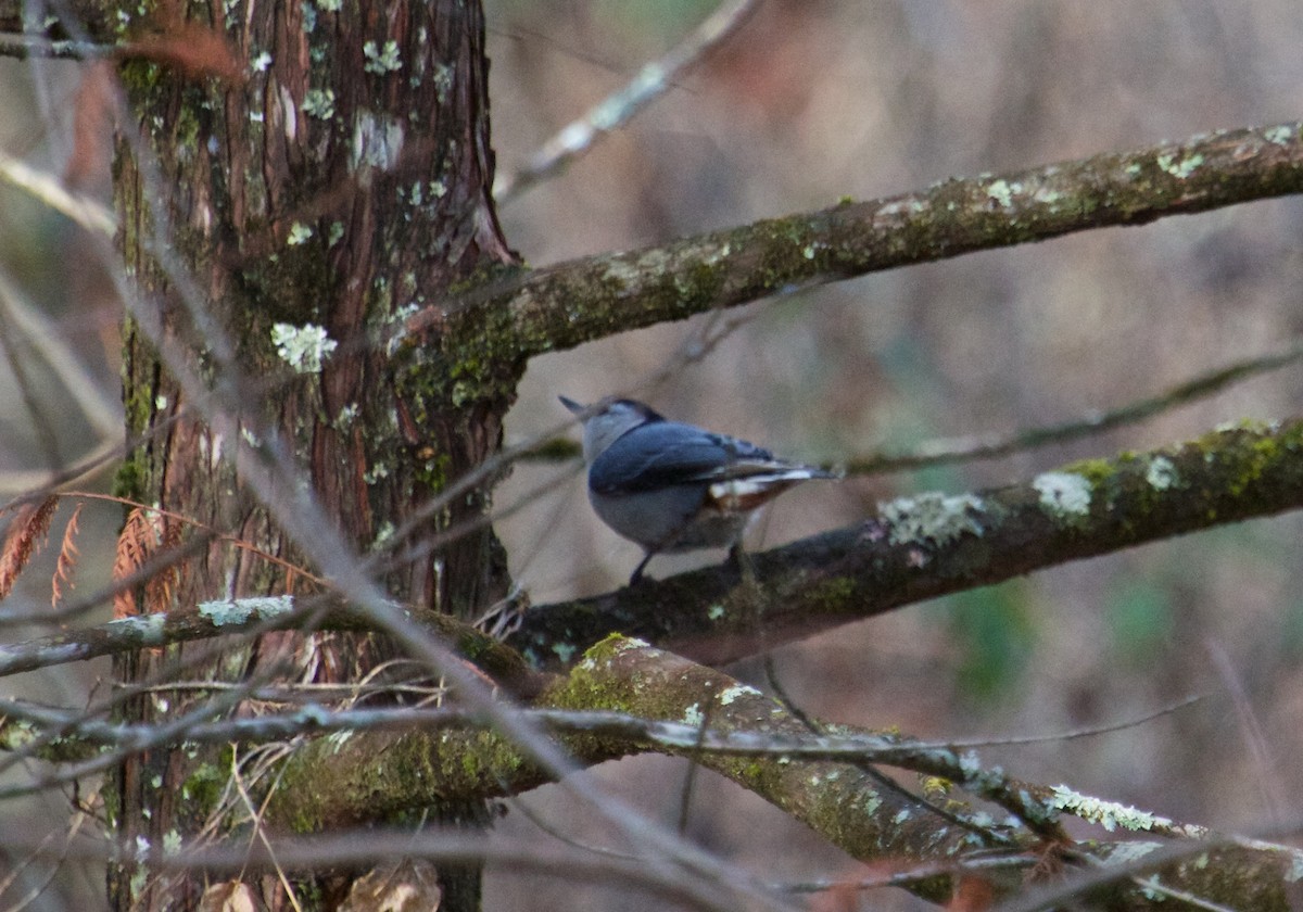 White-breasted Nuthatch - ML42532851