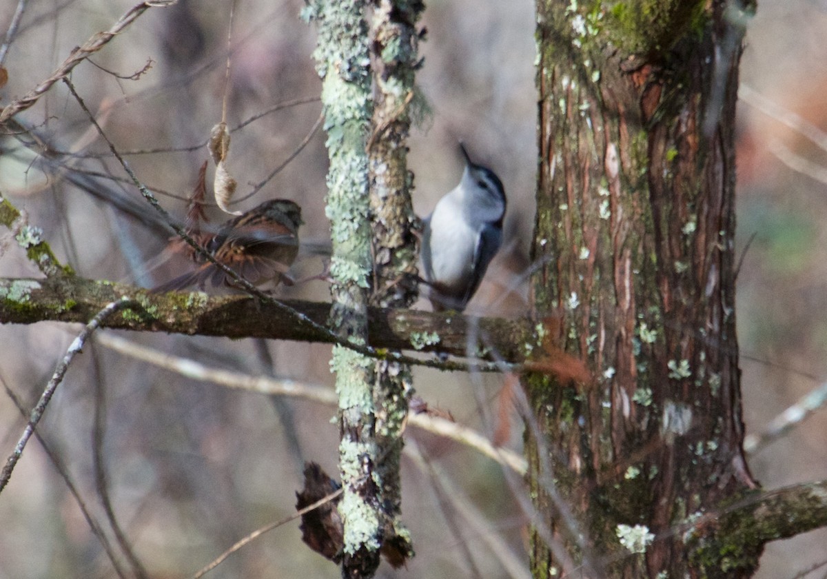 White-breasted Nuthatch - ML42532861