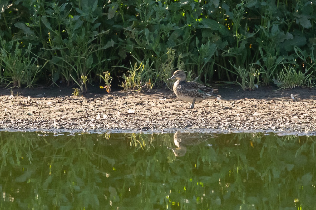 Green-winged Teal - ML425329971