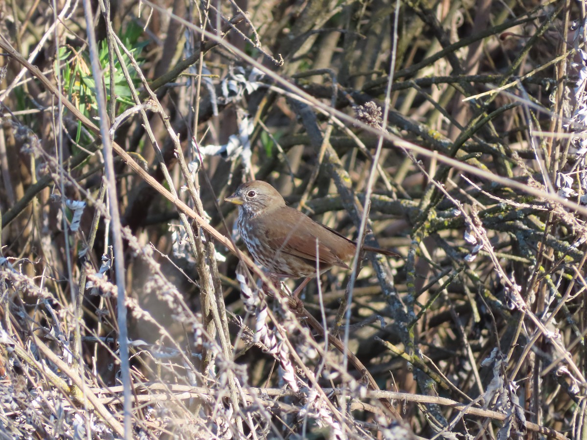 Fox Sparrow - ML425330751