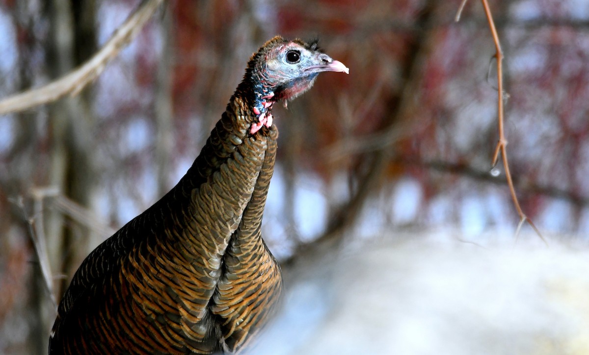 Wild Turkey - ML425331791