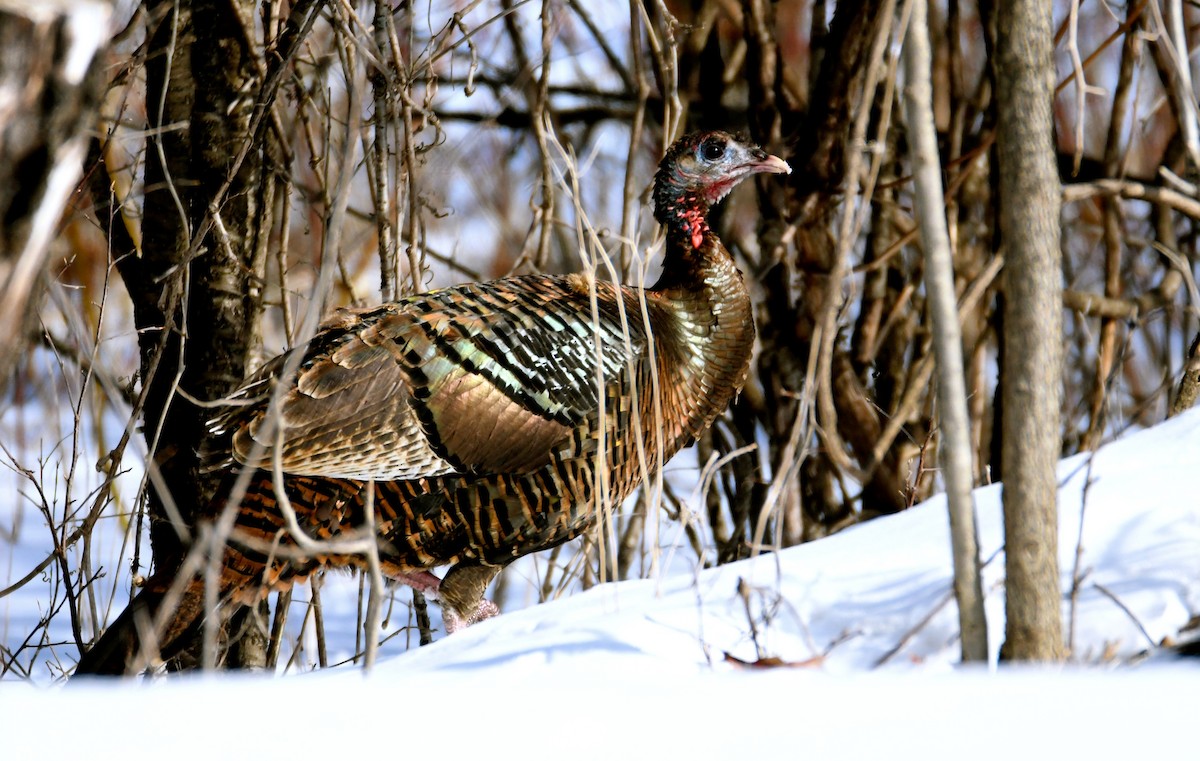 Wild Turkey - ML425332051