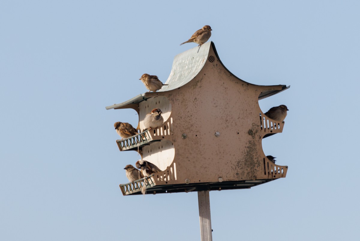 House Sparrow - ML425332231