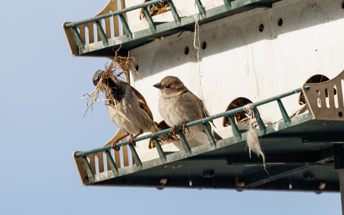 House Sparrow - ML425332241