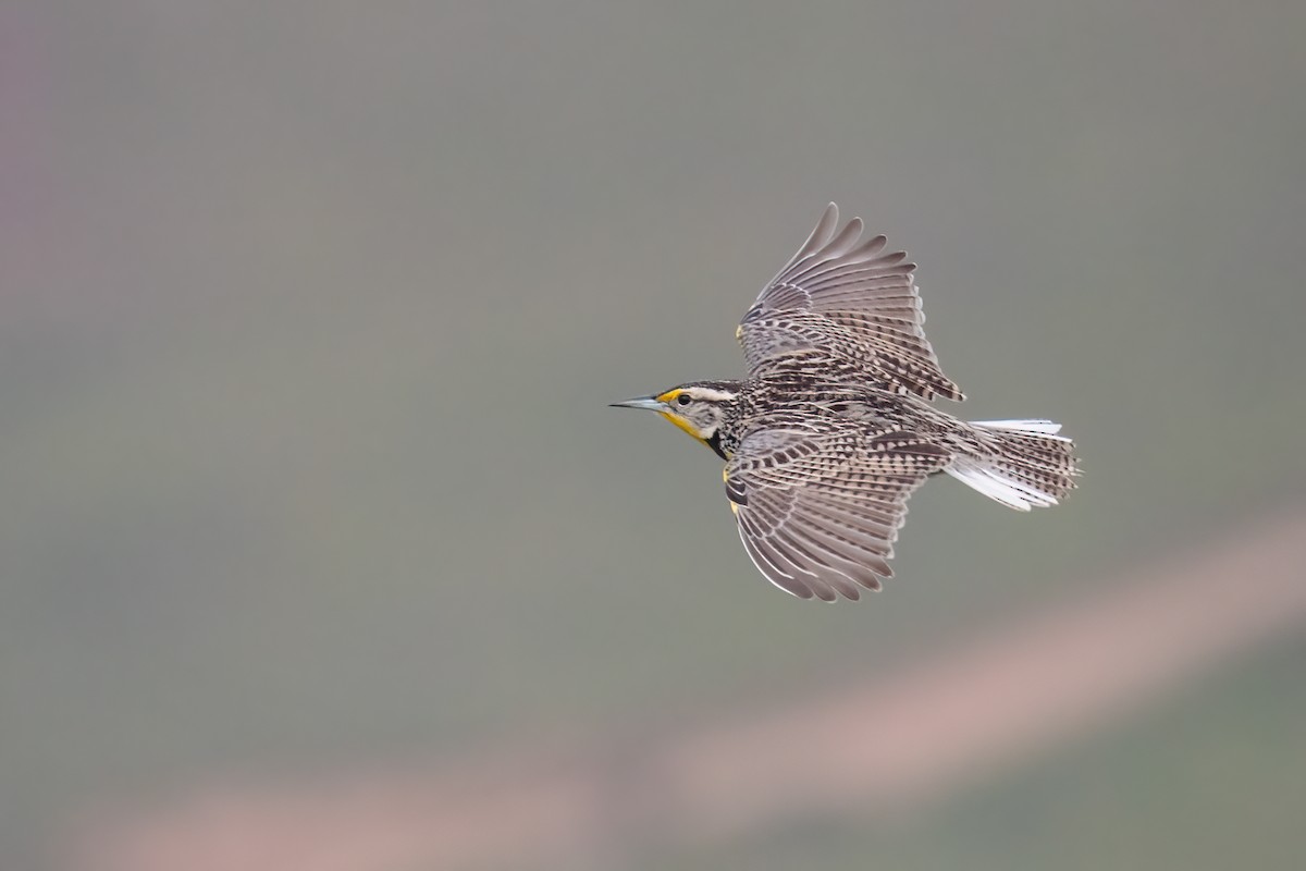 Western Meadowlark - Sam  Eberhard