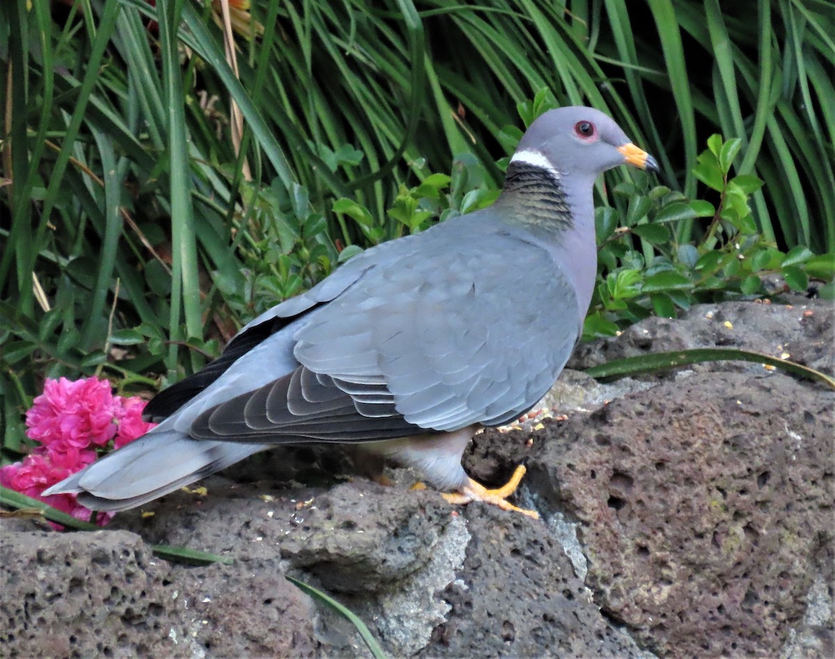 Band-tailed Pigeon - Chris Hayward