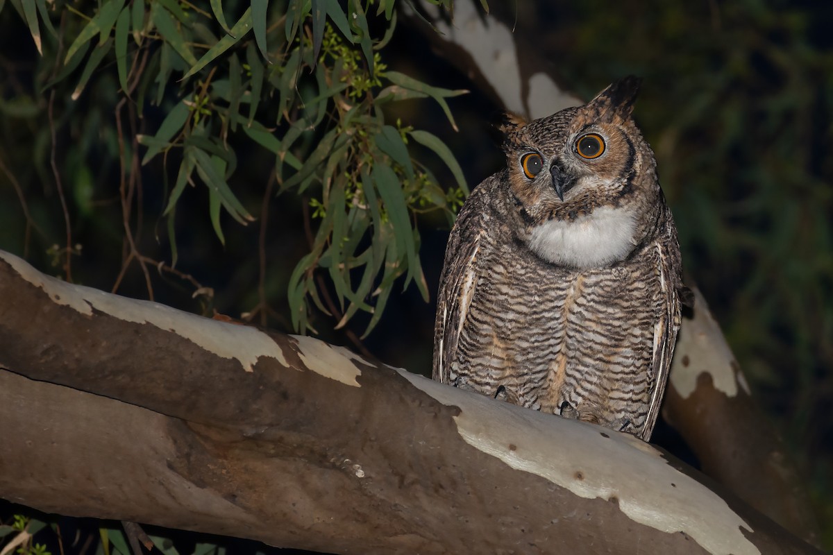 Great Horned Owl - Fernando Vidal Volpe