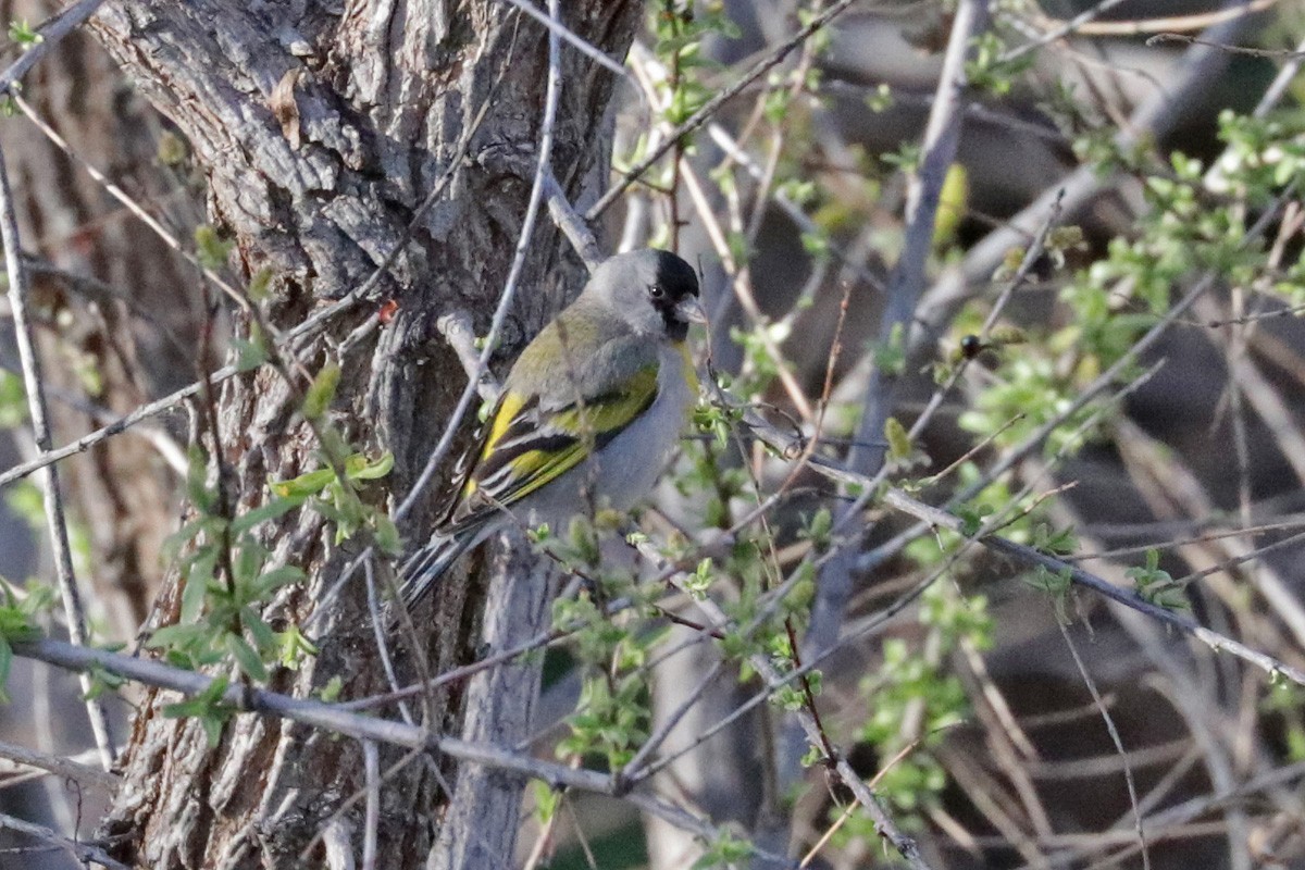 Lawrence's Goldfinch - ML425338611