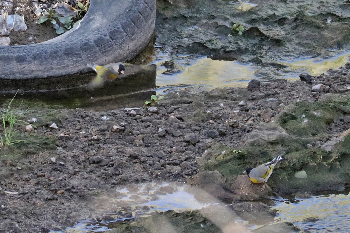 Lawrence's Goldfinch - ML425338621