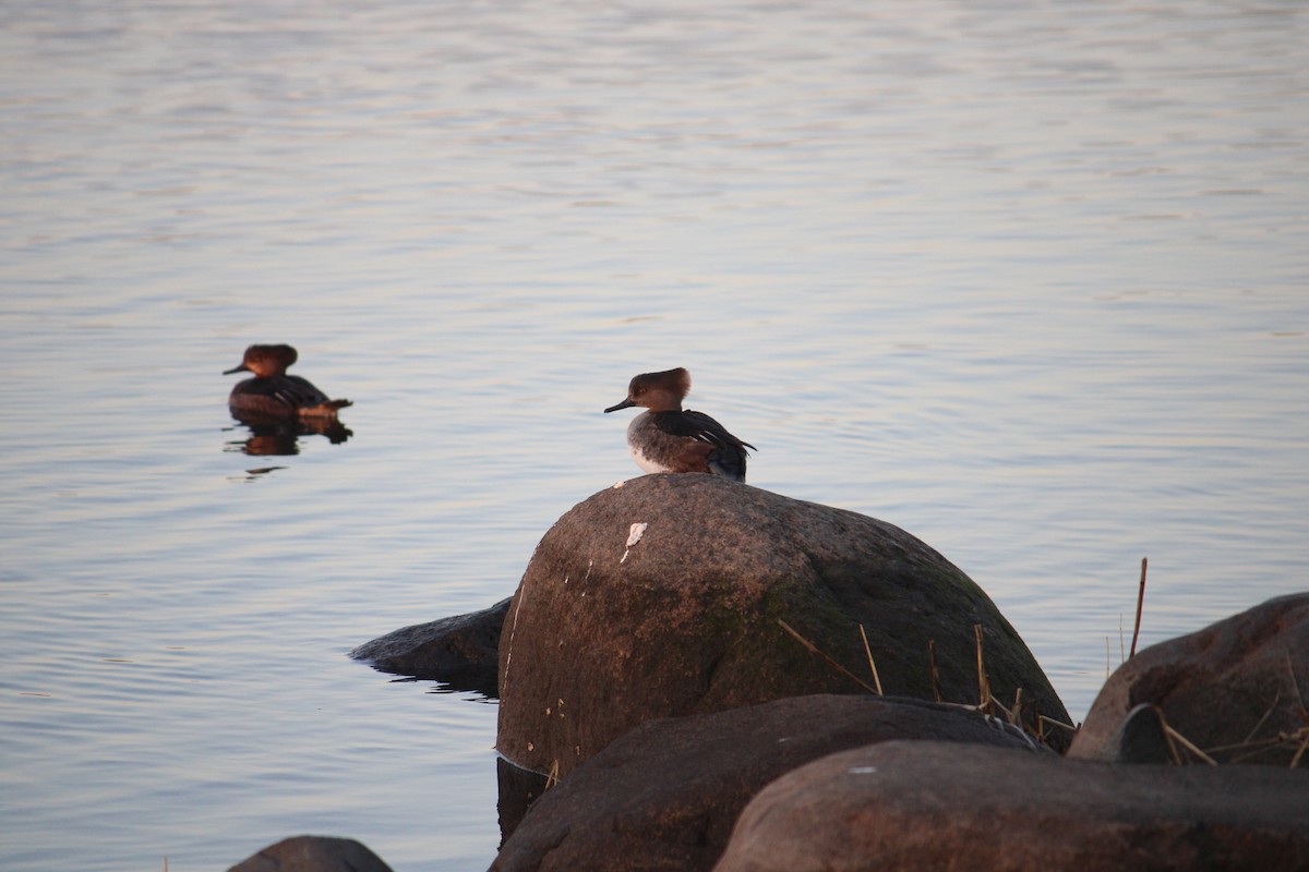 Hooded Merganser - ML425338701