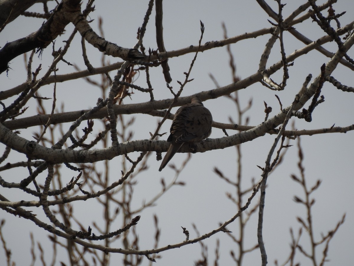 Mourning Dove - ML425339241