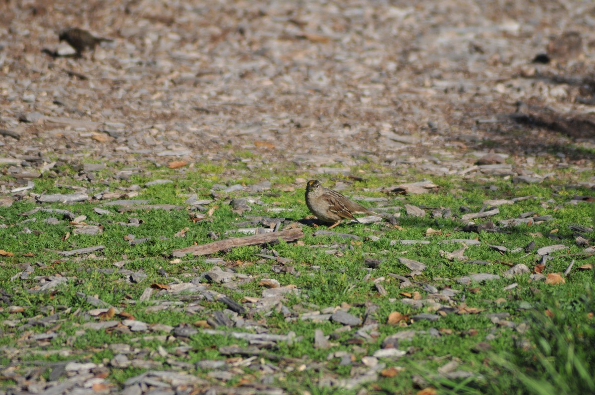 Golden-crowned Sparrow - Ben Martin Mortimer