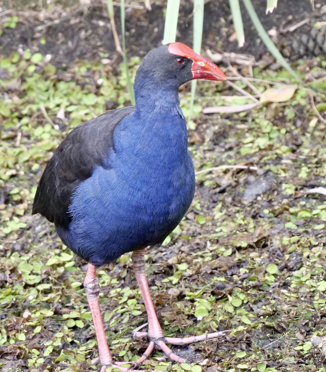 Australasian Swamphen - Peter Lowe