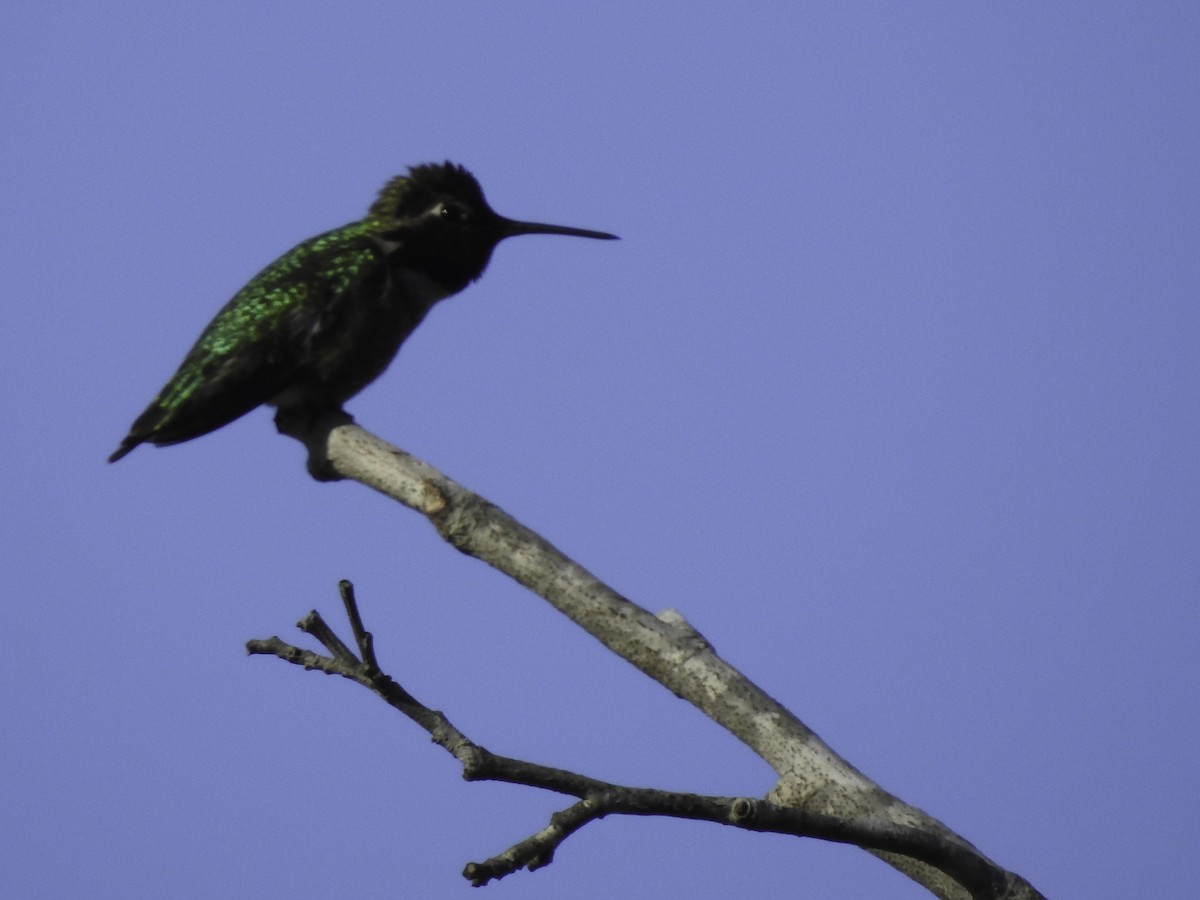 Anna's Hummingbird - ML425340551