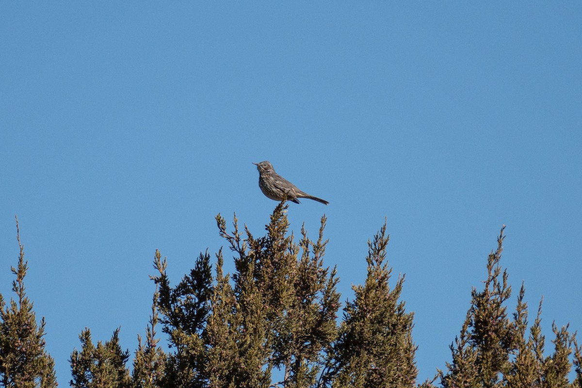 Sage Thrasher - ML425343301