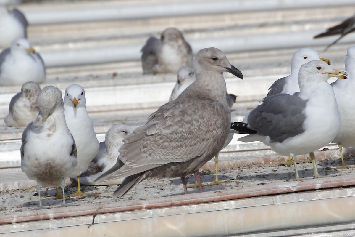 Glaucous-winged Gull - ML425343911