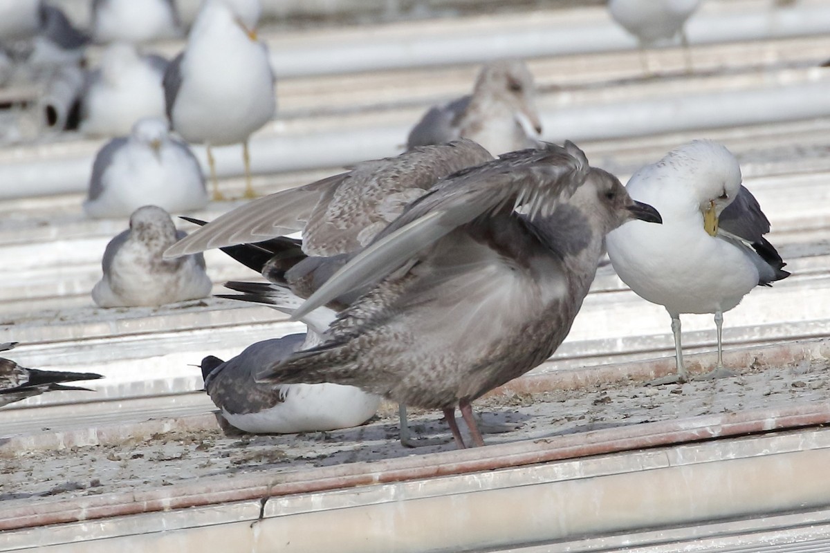 Glaucous-winged Gull - ML425343931