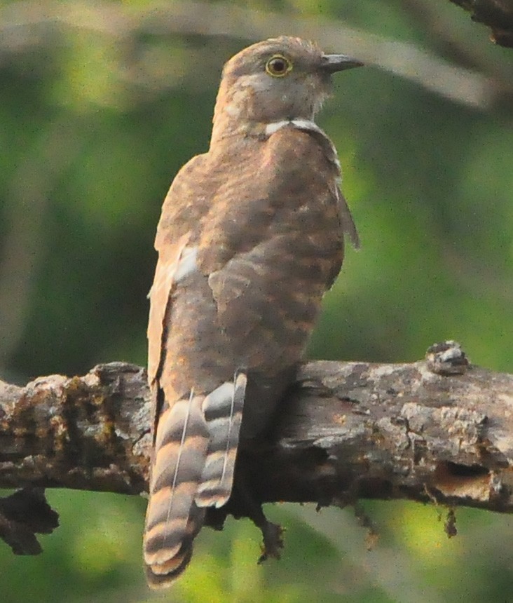 Common Hawk-Cuckoo - ML425344081