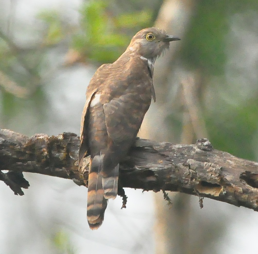 Common Hawk-Cuckoo - ML425344091