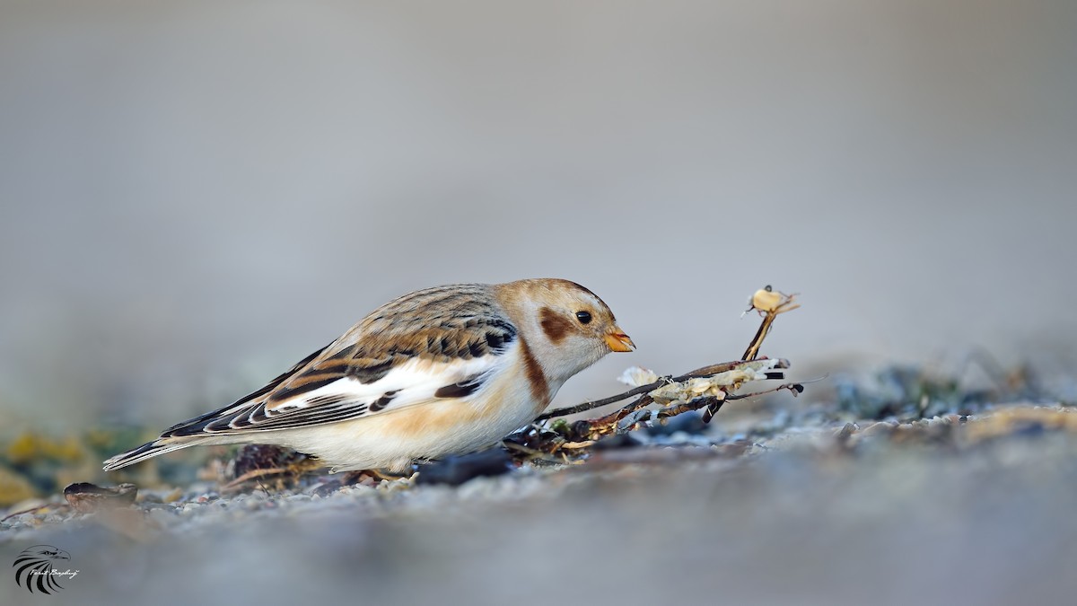 Snow Bunting - Ferit Başbuğ