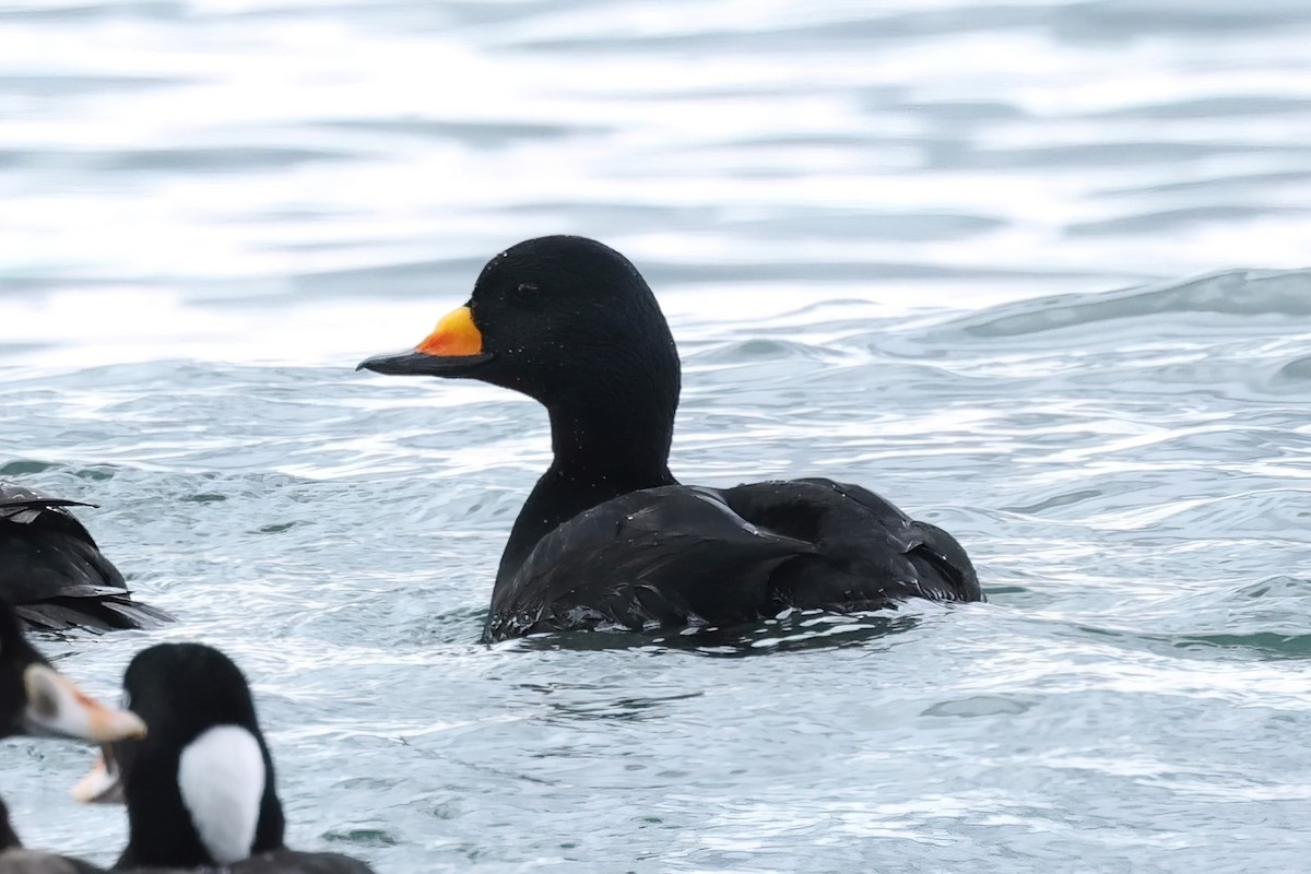 Black Scoter - Frank Lin