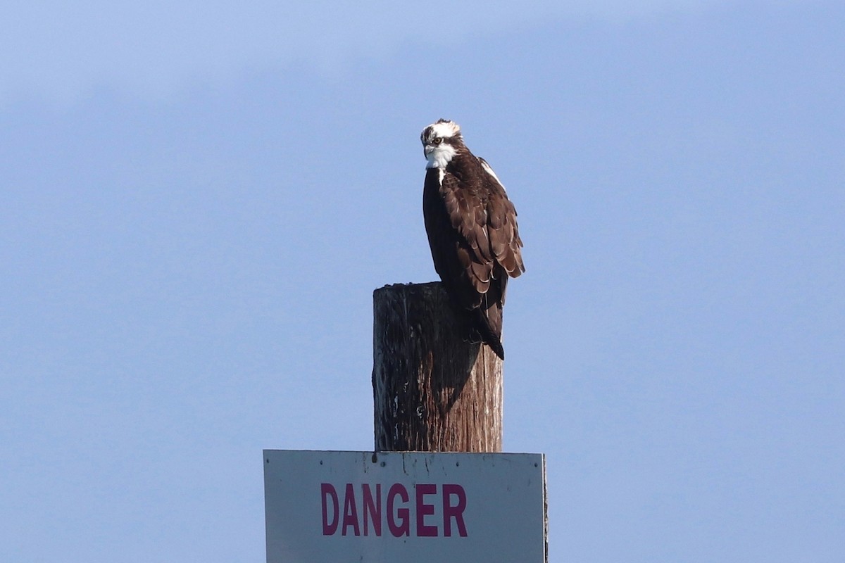 Osprey - ML425344871