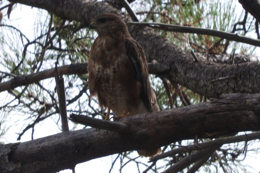 Mäusebussard - ML425345191