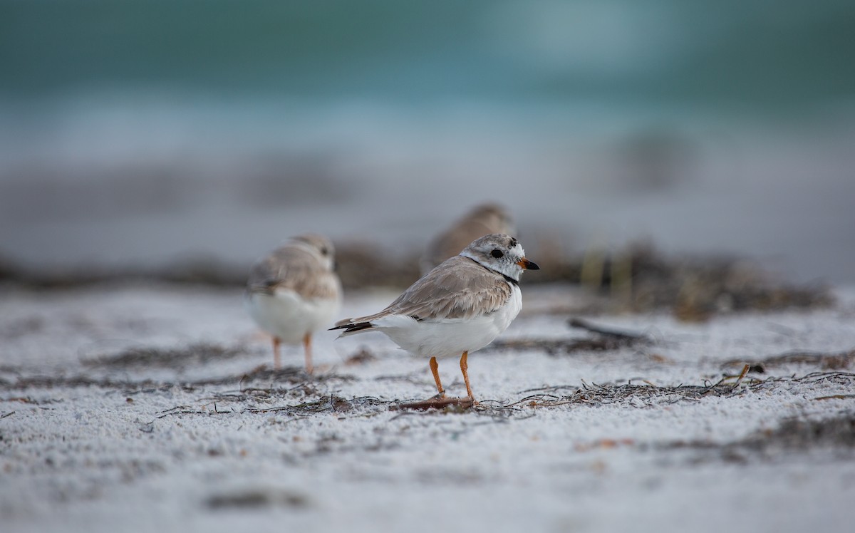 Piping Plover - ML425345461