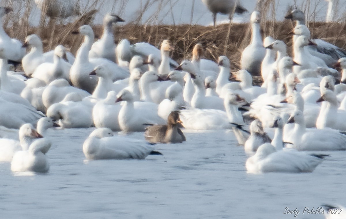 Tundra Bean-Goose - ML425345731