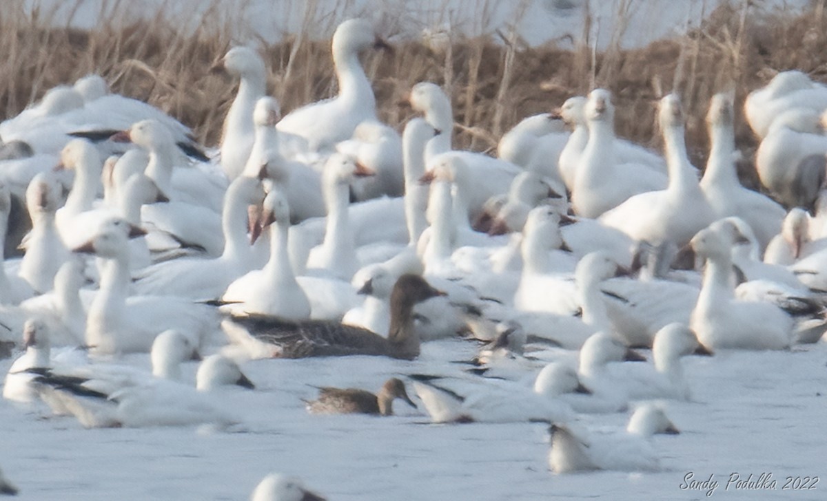 Tundra Bean-Goose - ML425345741