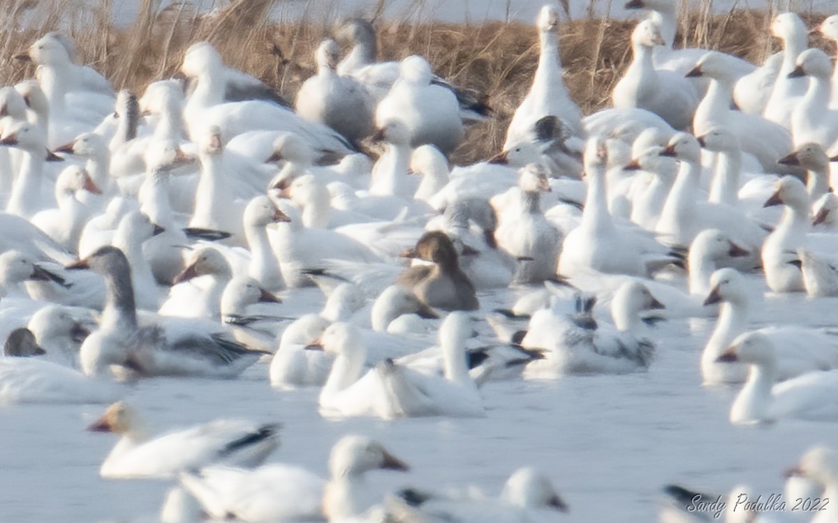 Tundra Bean-Goose - ML425345751