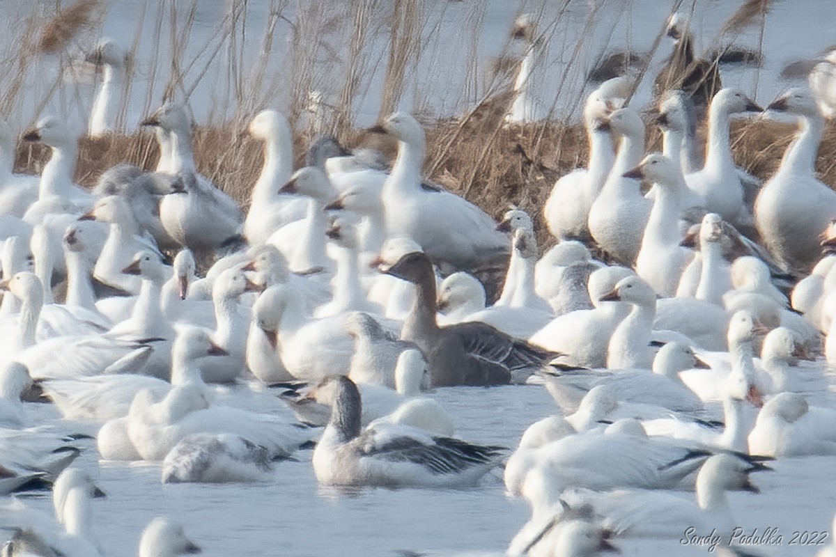 Tundra Bean-Goose - ML425345771