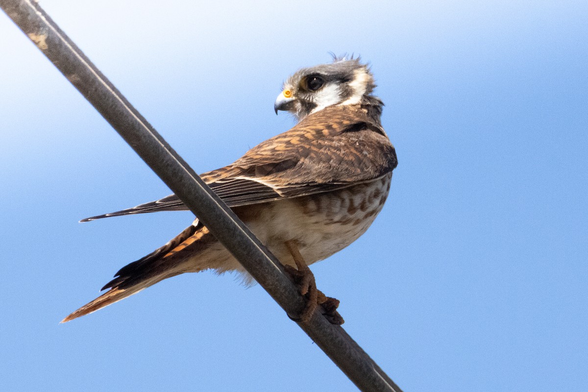 アメリカチョウゲンボウ - ML425346121