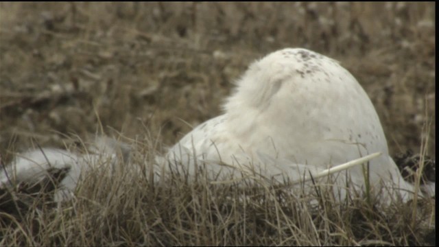 Snowy Owl - ML425347