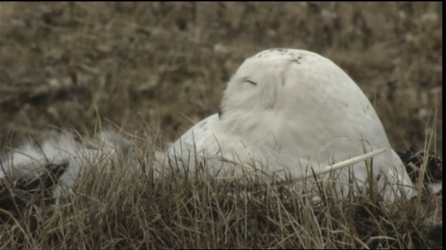 Snowy Owl - ML425348