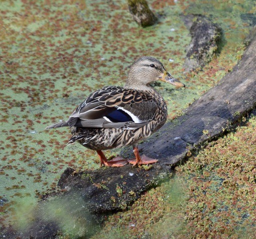 Canard colvert - ML425348101