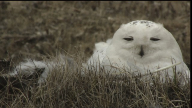 Snowy Owl - ML425349