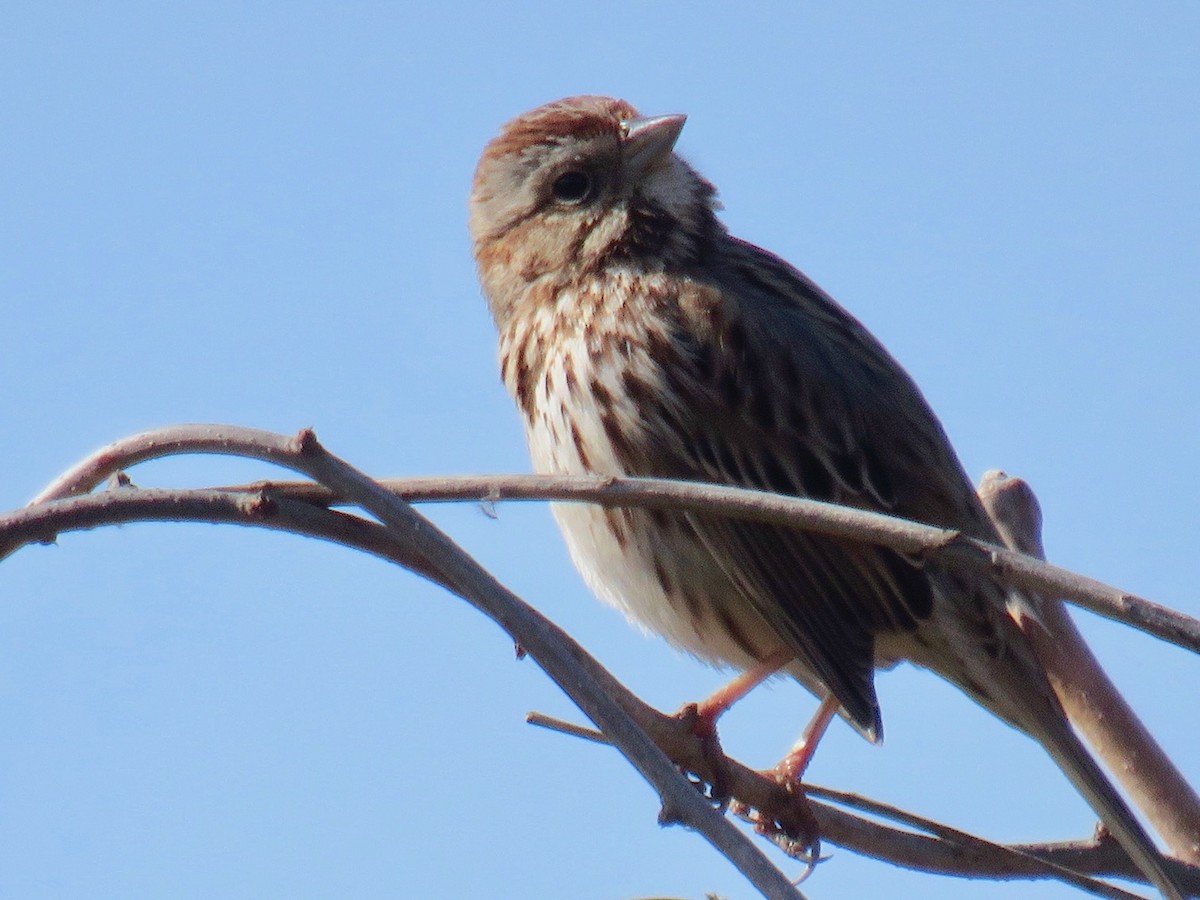 sangspurv - ML425349141